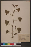 Polygonum perfoliatum L. Ok