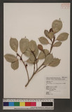 Ficus microcarpa L. f. var. crassifolia (W. C. Shieh) J. C. Liao p_