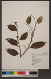 Ficus virgata Reinw. ex Blume q_
