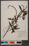 Boehmeria densiflora Hook. & Arn. KR