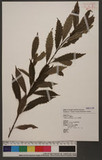 Helicia cochichinensis Lour. 