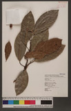 Ficus nervosa Heyne