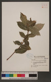 Ficus tannoensis Hayata form. rhombifolia Hayata ٸغ_