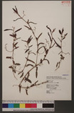 Polygonum foliosum Lindb. yd