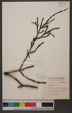 Viscum articulata Burm. f. _H