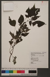 Lecanthus peduncularis (Wall. ex Royle) Wedd. L