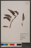 Vandenboschia orientalis (C. Chr.) Ching تF~