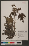 Girardinia diversifolia (Link) Friis Ȥl
