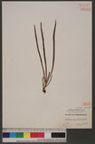 Vittaria angusto-elongata Hayata Vѱa