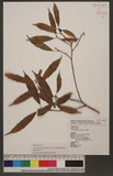 Ficus formosana Maxim. forma shimadai Hayata ӸѥPG