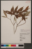 Ficus formosana Maxim. forma shimadai Hayata ӸѥPG