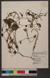 Anredera cordifolia (Tenore) van Steenis v