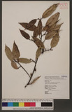 Ficus sarmentosa Buch.-Ham. ex J. E. Sm. var. nipponica (Fr. & Sav.) Corner Vۺh