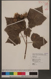 Hibiscus taiwanensis S. Y. Hu sܻT