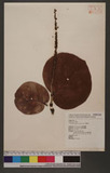 Coccoloba uvifera (L.) L. 