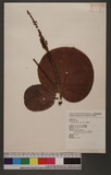 Coccoloba uvifera (L.) L. 