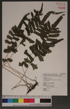 Cyclosorus acuminatus (Houtt.)Nakai var. kuliangensis y