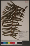 Cyclosorus taiwanensis (C.Chr.)H.Ito xW