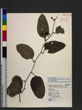 Smilax bracteata Presl subsp. verruculosa (Merr.) T. Koyama Wn