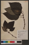 Cypholophus moluccanus (Blume) Miq. Fa