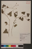 Polygonum senticosum (Meisn.) Franch. & Sav. d
