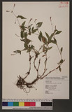 Polygonum posumbu Buch.-Ham. ex Don d