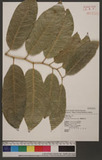 Artocarpus xanthocarpus Merr. ѥ]