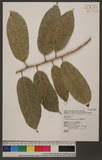Artocarpus xanthocarpus Merr. ѥ]