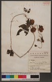 Humulus lupulus L. var. cordifolius (Miq.) Maxim s