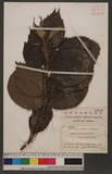 Boehmeria holosericea Blume