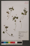 Nanocnide japonica Blume I