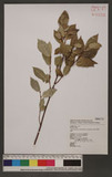 Ficus tannoensis Hayata forma rhombifolia Hayata ٸغ_