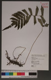 Cyciosorus acuminatus (Houtt.)Nakai var. Kuliangensis y