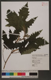 Girardinia diversifolia (Link) Friis Ȥl