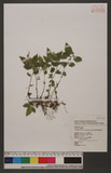 Elatostema microcephalanthum Hayata LYӱ
