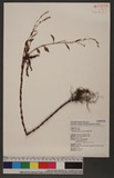 Polygounum pubescens Blume d