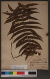 Cyclosorum parasiticus (L.)Farw. K
