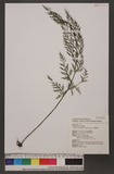 Vandenboschia maxima (Blume) Copel. j~