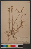 Dianthus superbus L. var. longicalycinus (Maxim.) Will. £