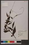 Polygonum pubescens Blume Krd