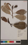 Artocarpus heterop...