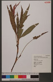 Polygonum glabrum Willd. d