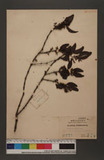 Loranthus Owatarii Hay.
