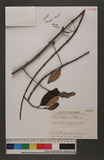 Taxillus rhododendricolins (Hayata) Chiu