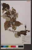 Pipturus arborescens (Link) Rob. 