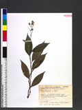 Pollia secundiflora (Blume) Bakh. f. OLY