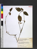 Commelina benghalensis L. 圓葉鴨跖草