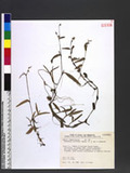 Murdannia loriformis (Hassk.) R.S.Rao et Kammathy