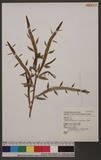 Muehlenbeckia platyclada (F.V.Muell) Meisn.
