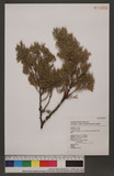 Juniperus chinensi...